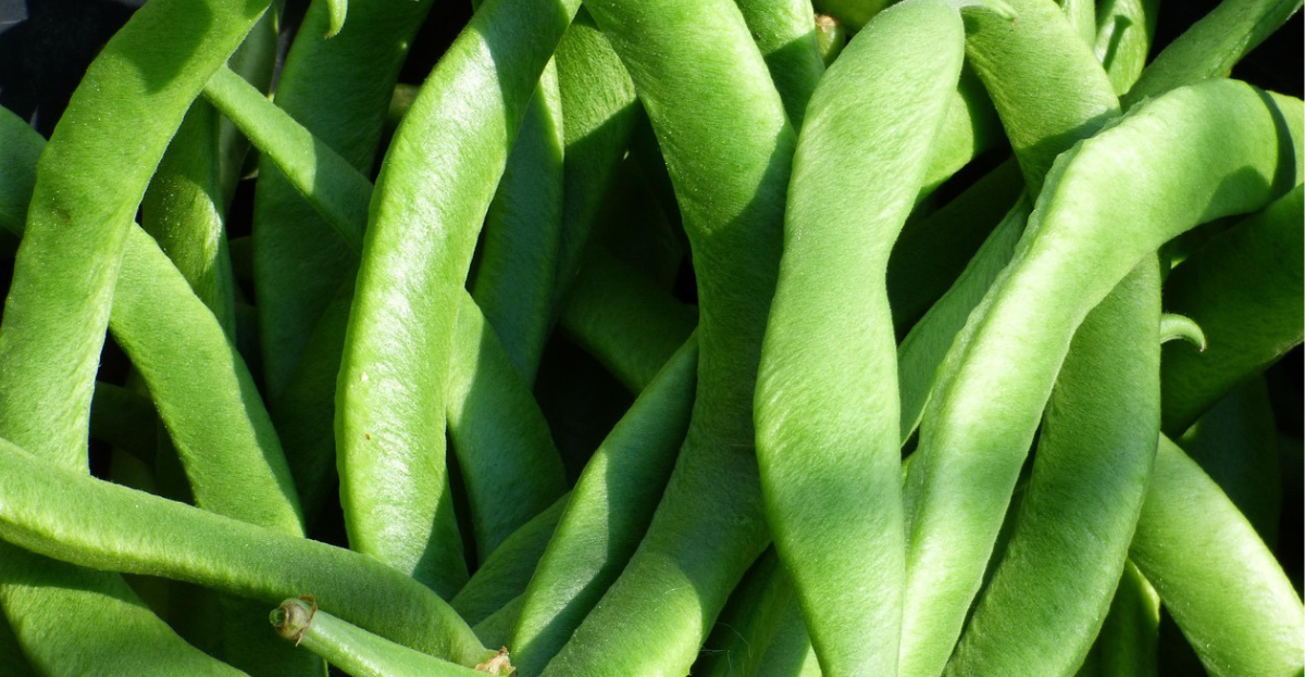 Runner beans